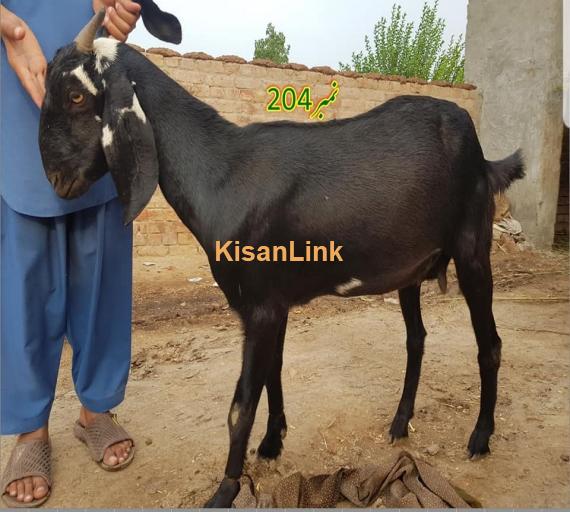 Goat For Sale