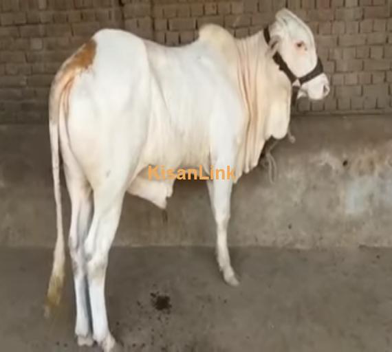 Cow For Sale