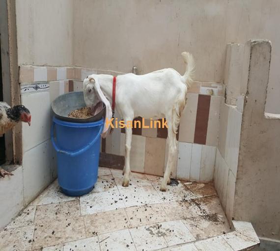 Goat For Sale