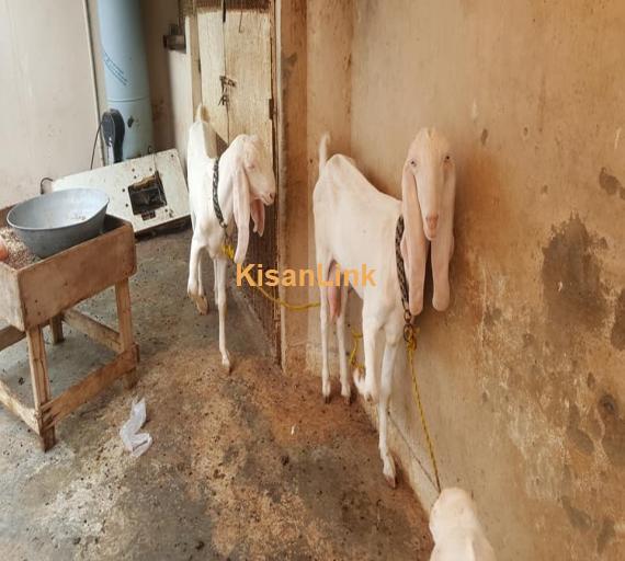 Goat For Sale