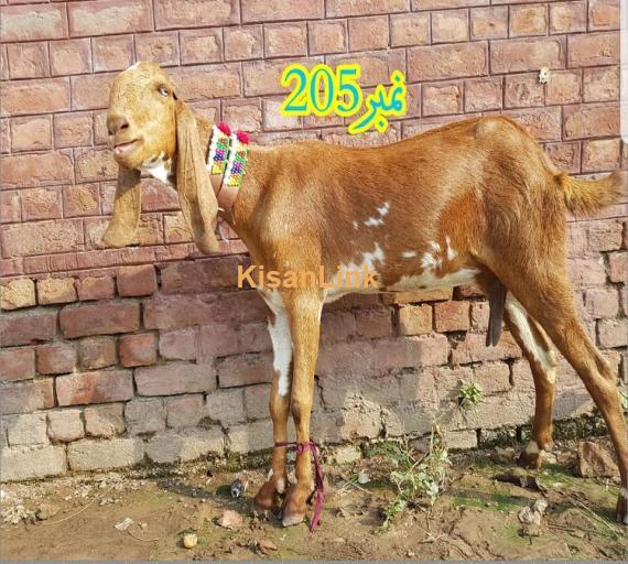 Goat For Sale