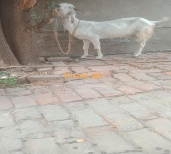 Goat For Sale