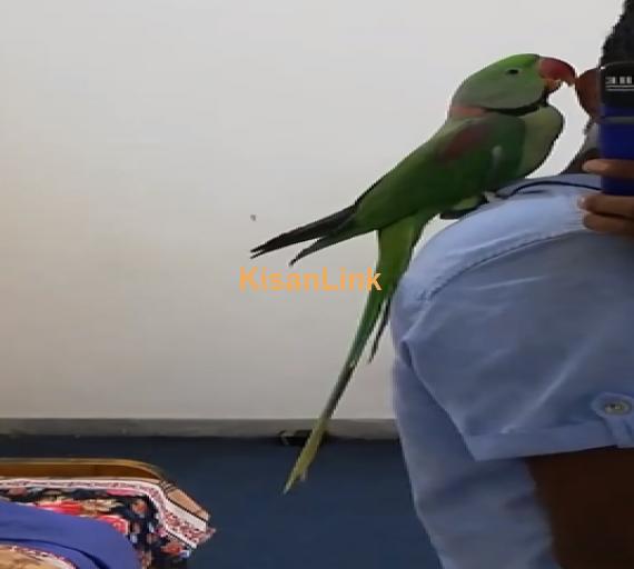 Parrot For Sale