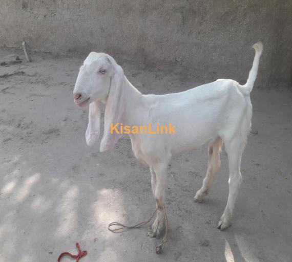 Goat For Sale