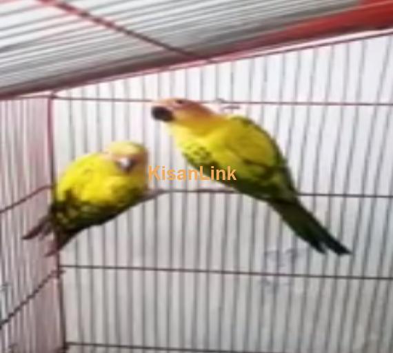Parrot For Sale
