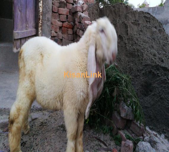 Sheep For Sale