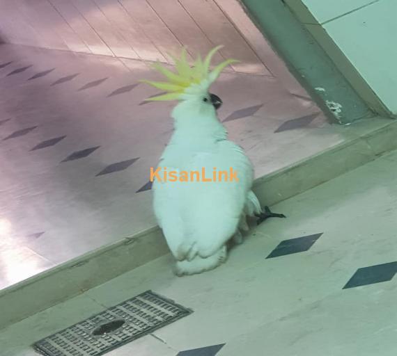 Parrot For Sale