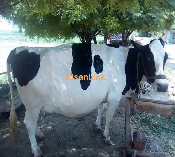 Cow For Sale