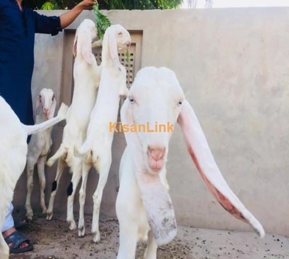Goat For Sale