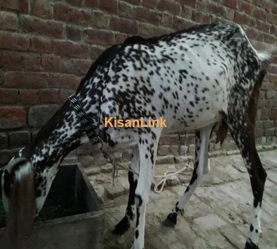 Goat For Sale
