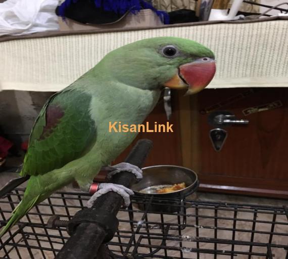 Parrot For Sale