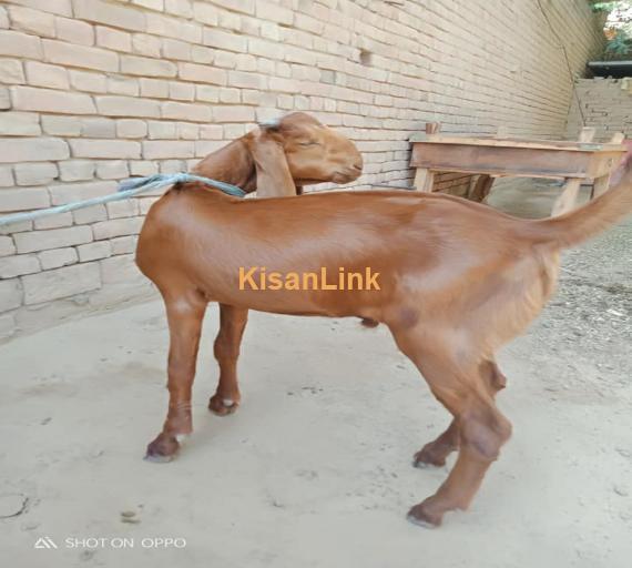Goat For Sale