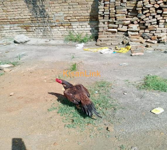 Aseel For Sale