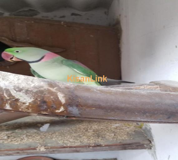 Parrot For Sale