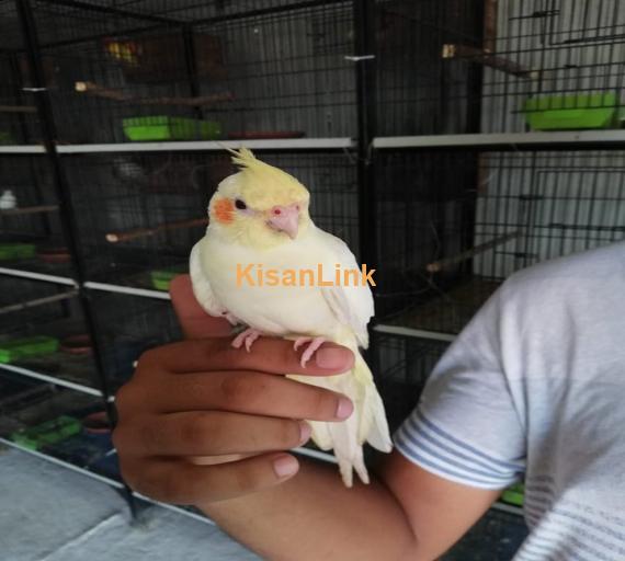 Parrot For Sale