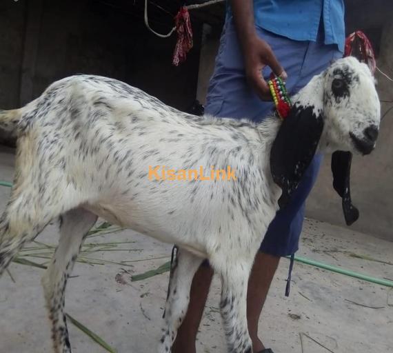 Goat For Sale