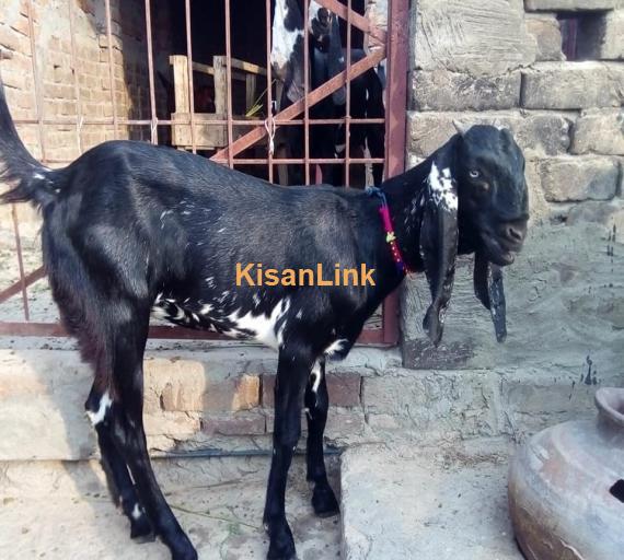 Goat For Sale