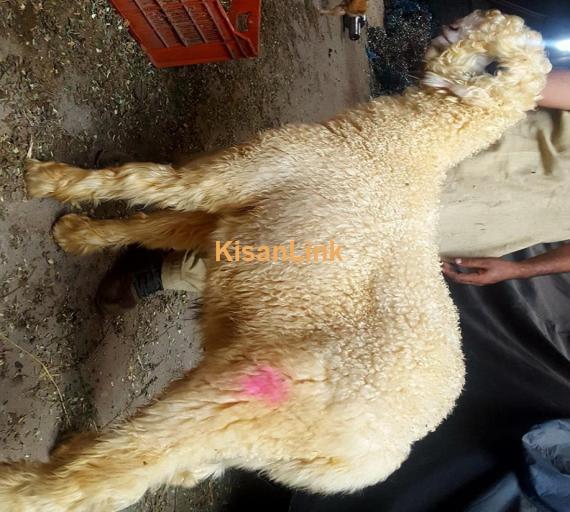 Sheep For Sale