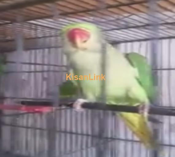 Parrot For Sale