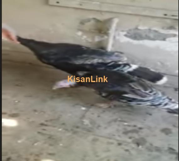 Birds For Sale