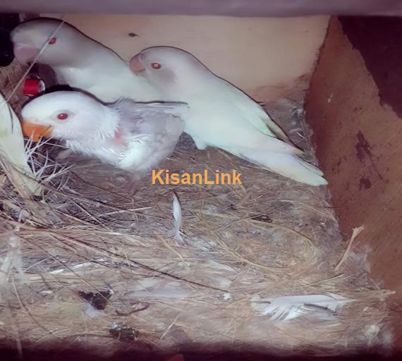 Parrot For Sale