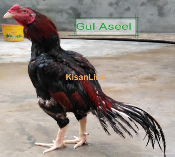 Aseel For Sale