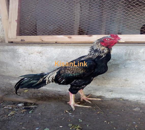 Aseel For Sale