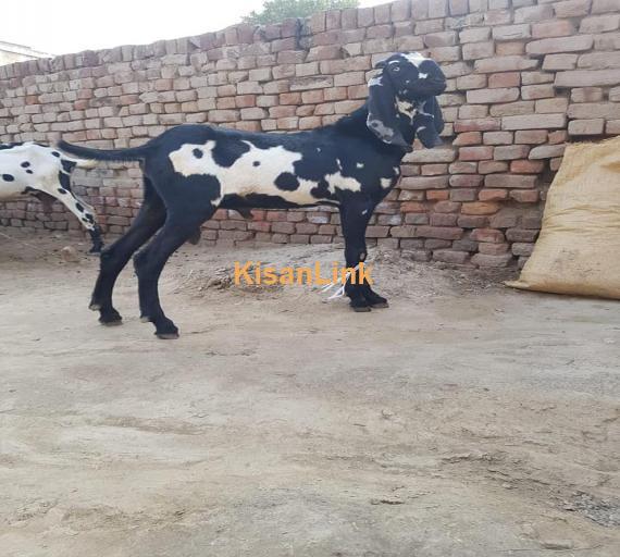 Goat For Sale