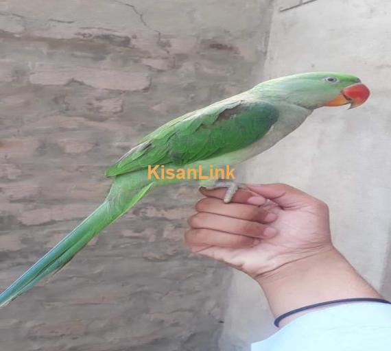 Parrot For Sale