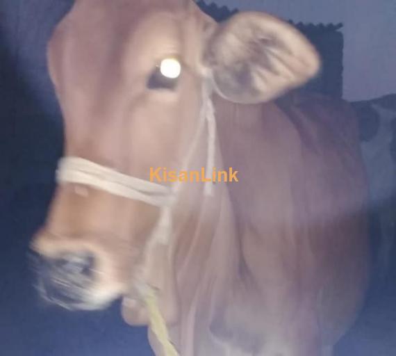 Cow For Sale