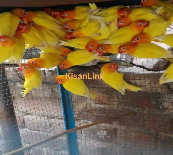 Parrot For Sale
