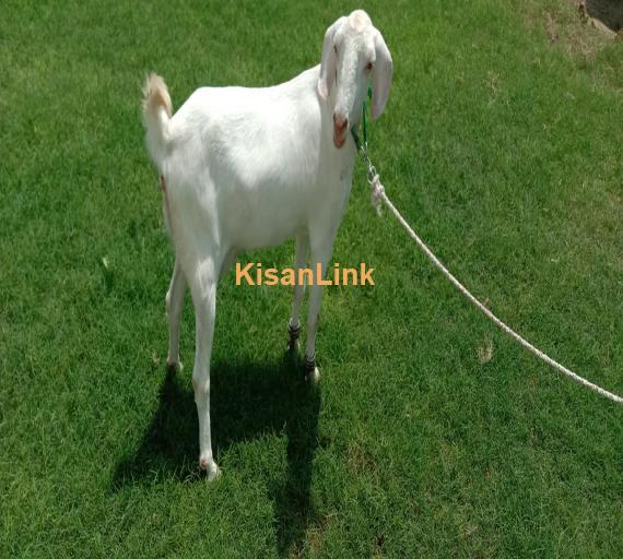Goat For Sale