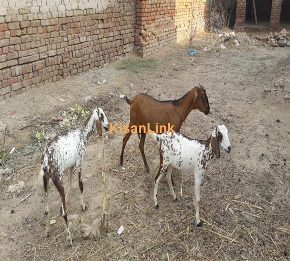 Goat For Sale