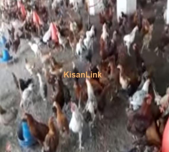 Hens For Sale