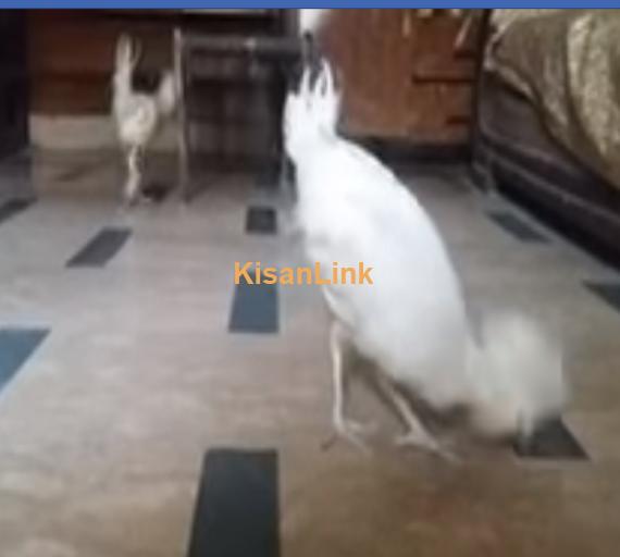 Birds For Sale