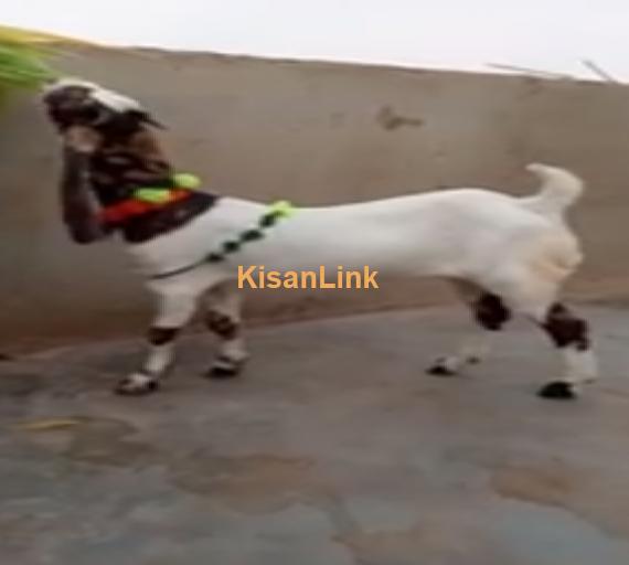Goat For Sale