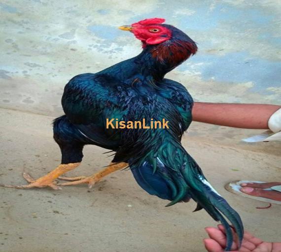 Aseel For Sale