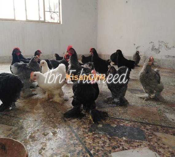 Hens For Sale