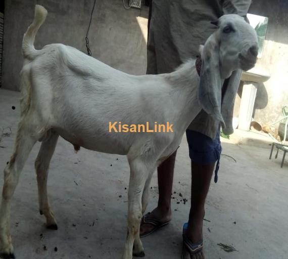 Goat For Sale