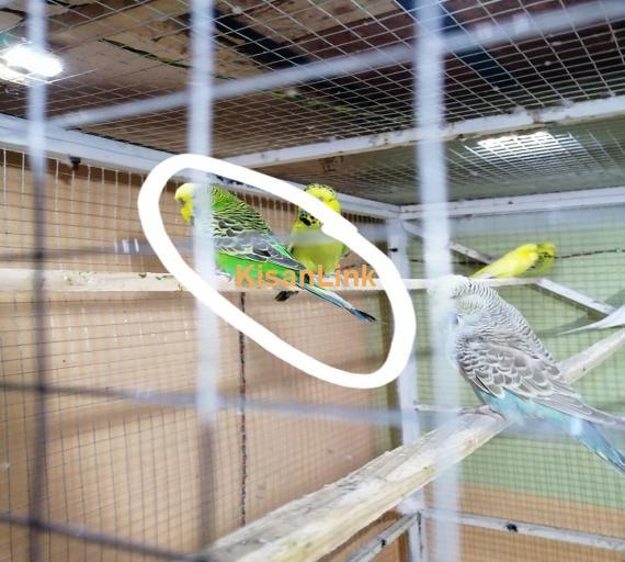 Parrot For Sale