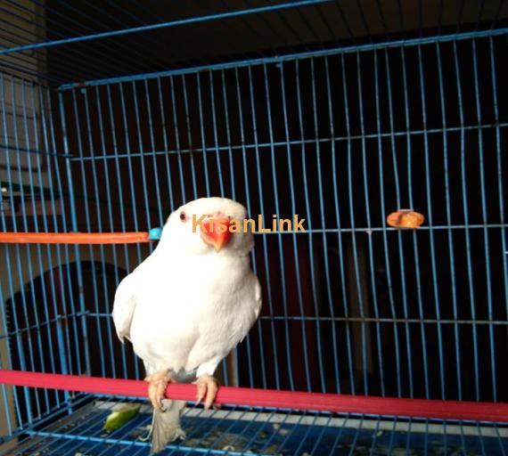 Parrot For Sale