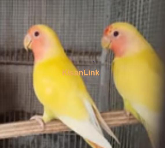 Parrot For Sale