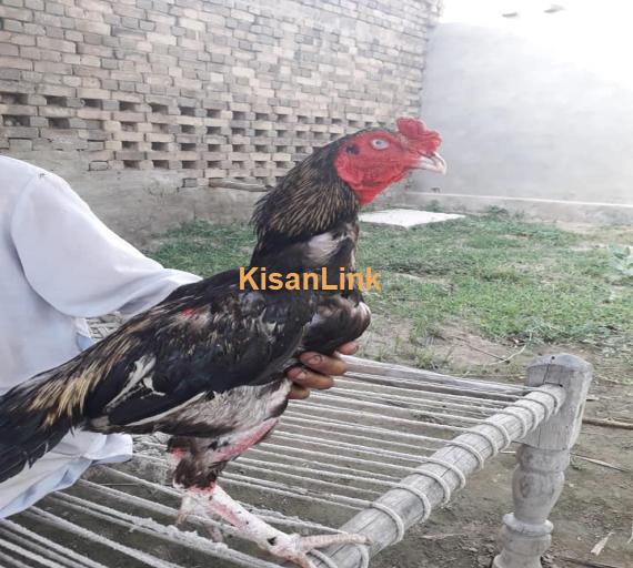 Aseel For Sale