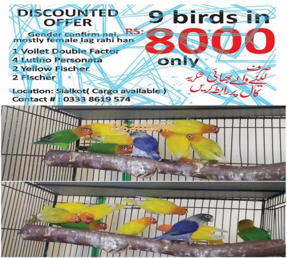Parrot For Sale