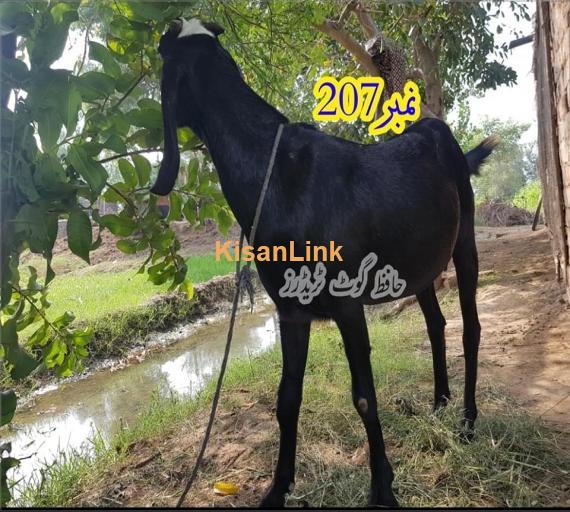 Goat For Sale