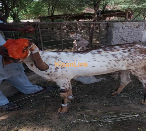 Goat For Sale