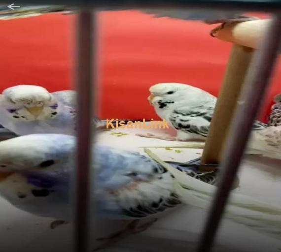 Parrot For Sale