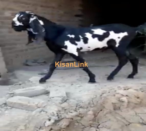 Goat For Sale
