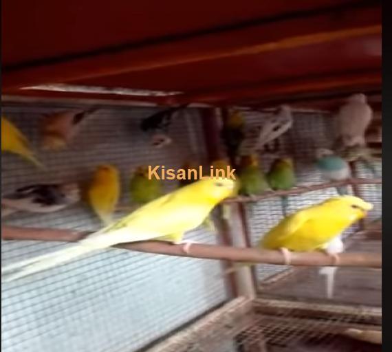 Parrot For Sale