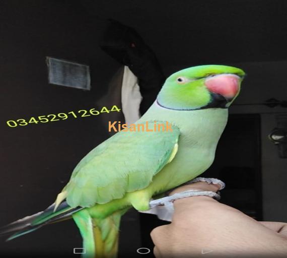 Parrot For Sale